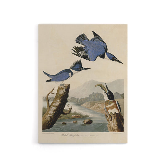 Audubon Birds Of America Belted Kingfisher Canvas Wall Art Print