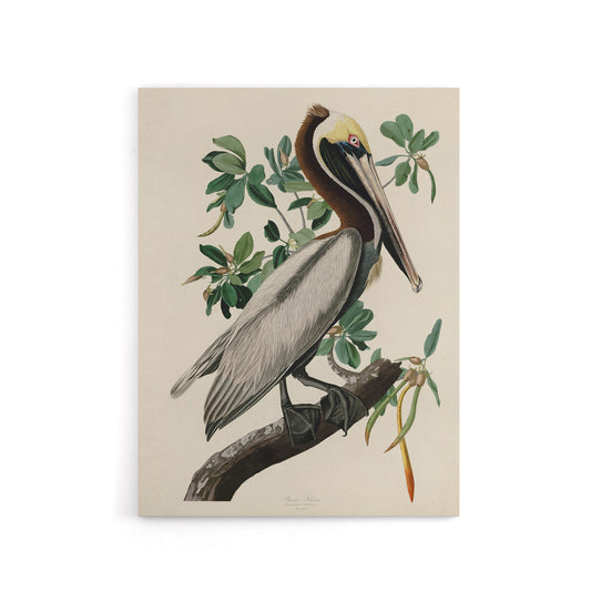 Audubon Birds Of America Pelican Canvas Wall Art Print