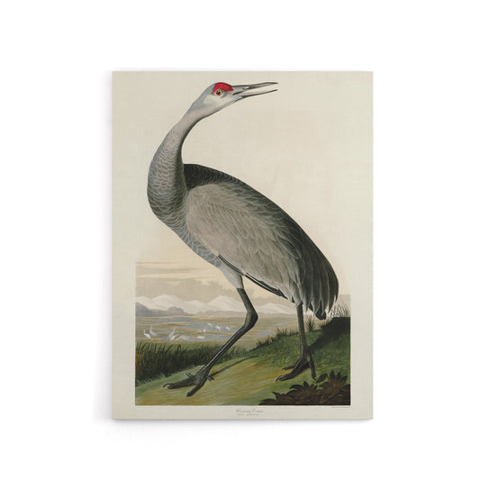 Audubon Birds Of Crane Nature Painting Canvas Wall Art Print