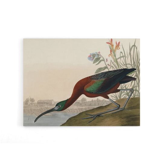 Audubon Birds Glossy Ibis Painting Canvas Wall Art Print