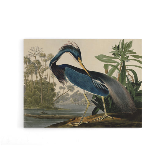 Audubon Birds Louisiana Heron Canvas Wall Art Print