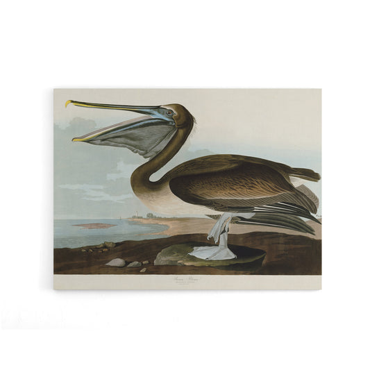 Audubon Birds Brown Pelican Painting Canvas Wall Art Print