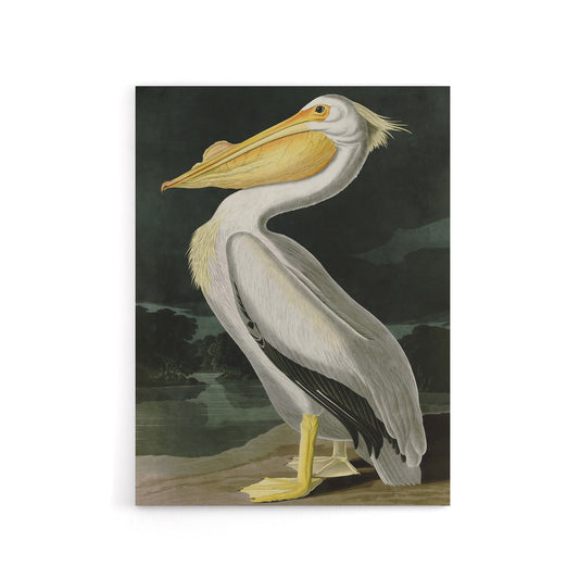 Audubon Birds White Pelican Painting Canvas Wall Art Print
