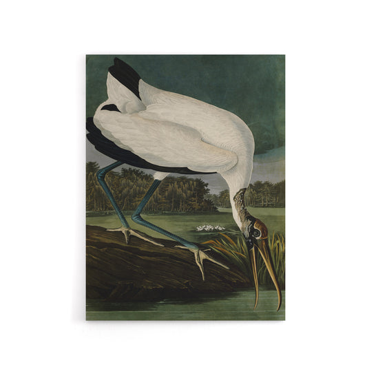 Audubon Birds Wood Ibis Painting Canvas Wall Art Print