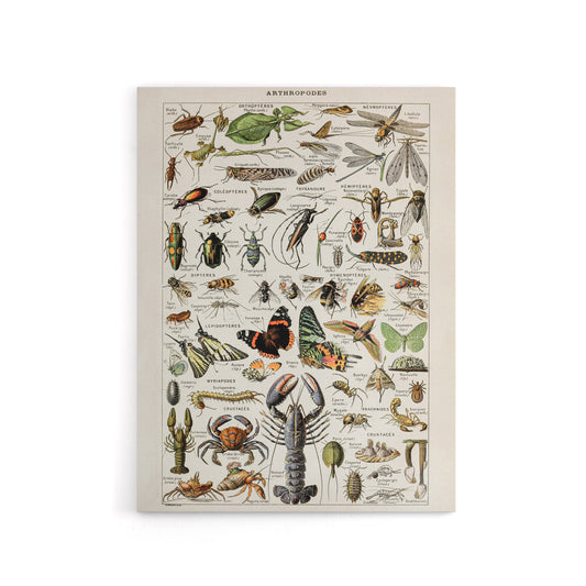 Millot Encyclopedia Arthropods Canvas Wall Art Print
