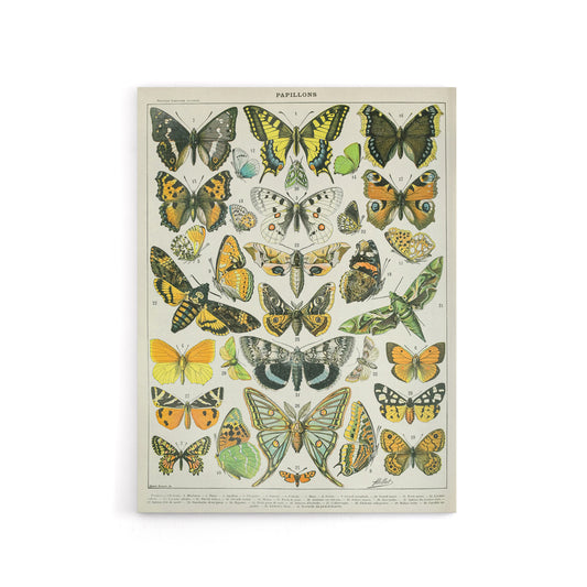 Millot Encyclopedia Page Butterflies Moths Canvas Wall Art Print