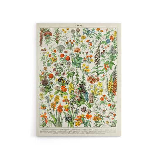 Millot Encyclopedia Page Flowers Plants Canvas Wall Art Print