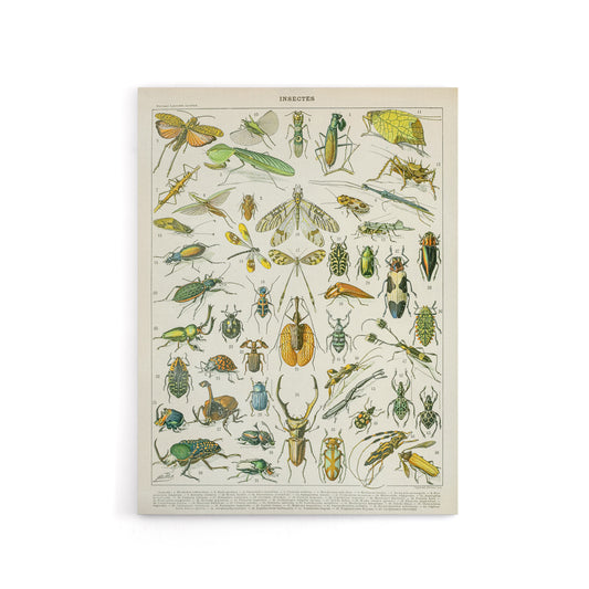 Millot Encyclopedia Page Beetles Insects Canvas Wall Art Print