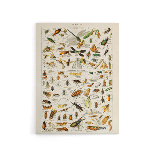 Millot Encyclopedia Page Dragonfly Insects Canvas Wall Art Print