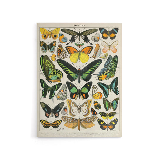 Millot Encyclopedia Page Butterflies Canvas Wall Art Print