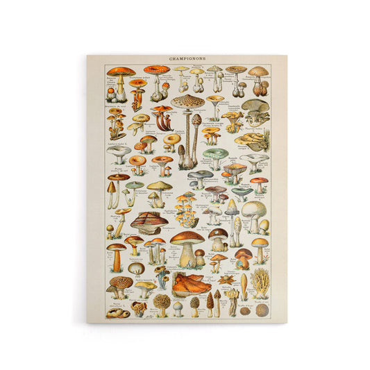 Millot Encyclopedia Page Mushroom Fungus Canvas Wall Art Print