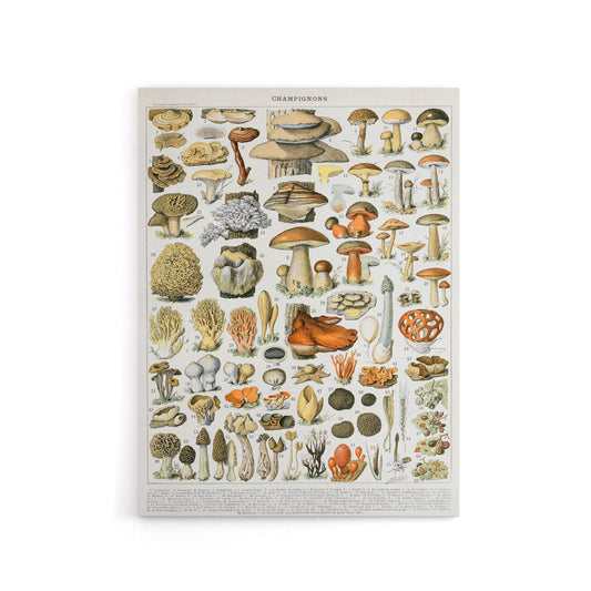 Millot Encyclopedia Page Mushroom Varieties Canvas Wall Art Print