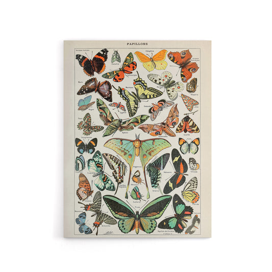 Millot Encyclopedia Butterflies Papillons Canvas Wall Art Print