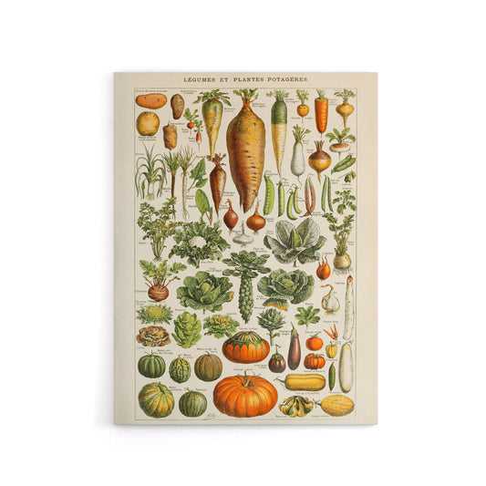 Millot Encyclopedia Page Vegetables Legumes Canvas Wall Art Print