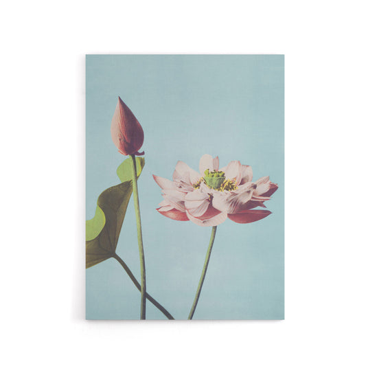 Pink Lotus Flower Blooms Canvas Wall Art Print Ogawa Kazumasa