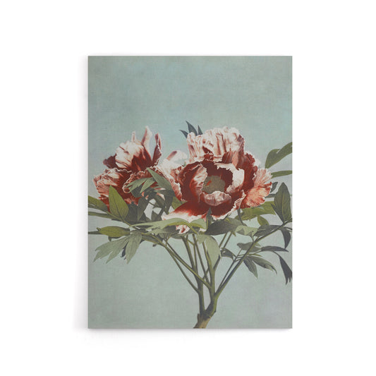 Tree Peonies Pink Flower Blooms Canvas Wall Art Print Kazumasa