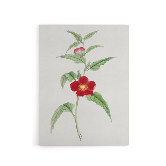 Pomegranate Flower Canvas Wall Art Print Vintage Japan Botanical
