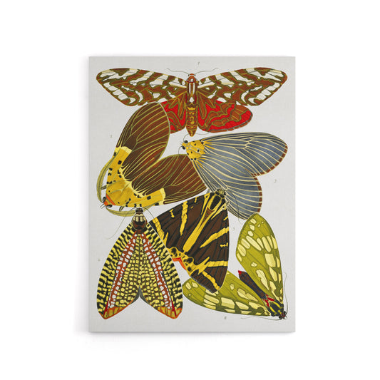 Vintage Butterfly Illustration Canvas Wall Art Print Eugene Seguy