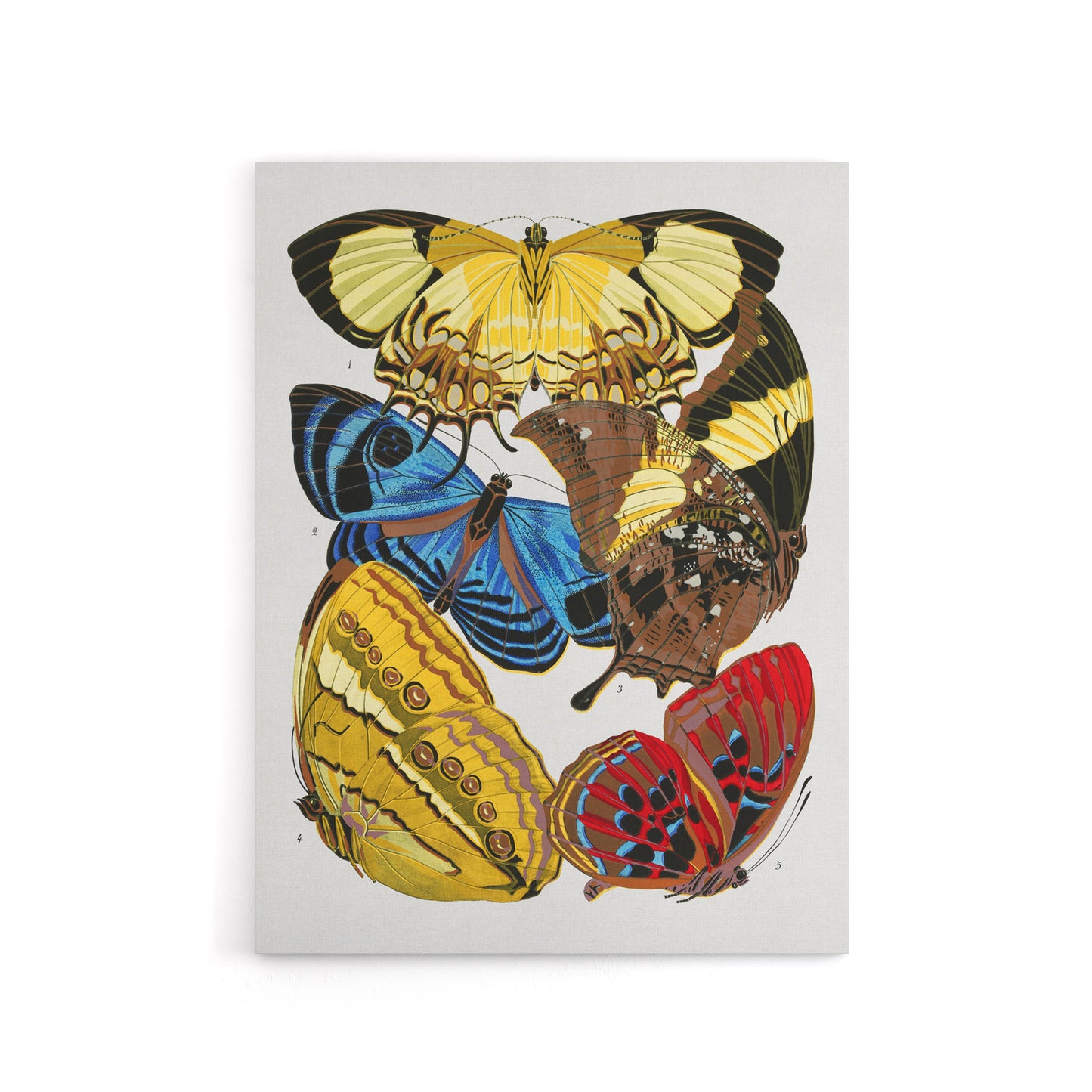 Vintage Butterflies Yellow Red Blue Canvas Wall Art Print Seguy