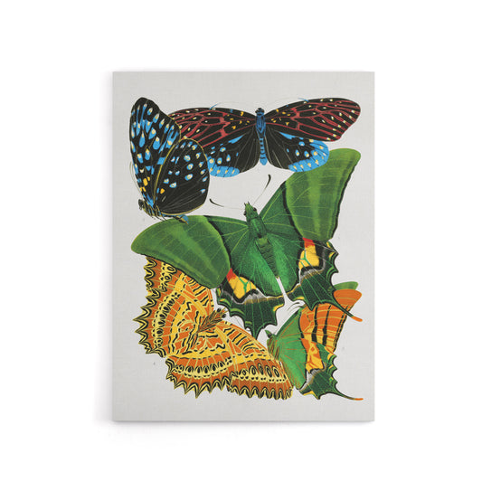 Vintage Vibrant Butterflies Papillons Canvas Wall Art Print Seguy