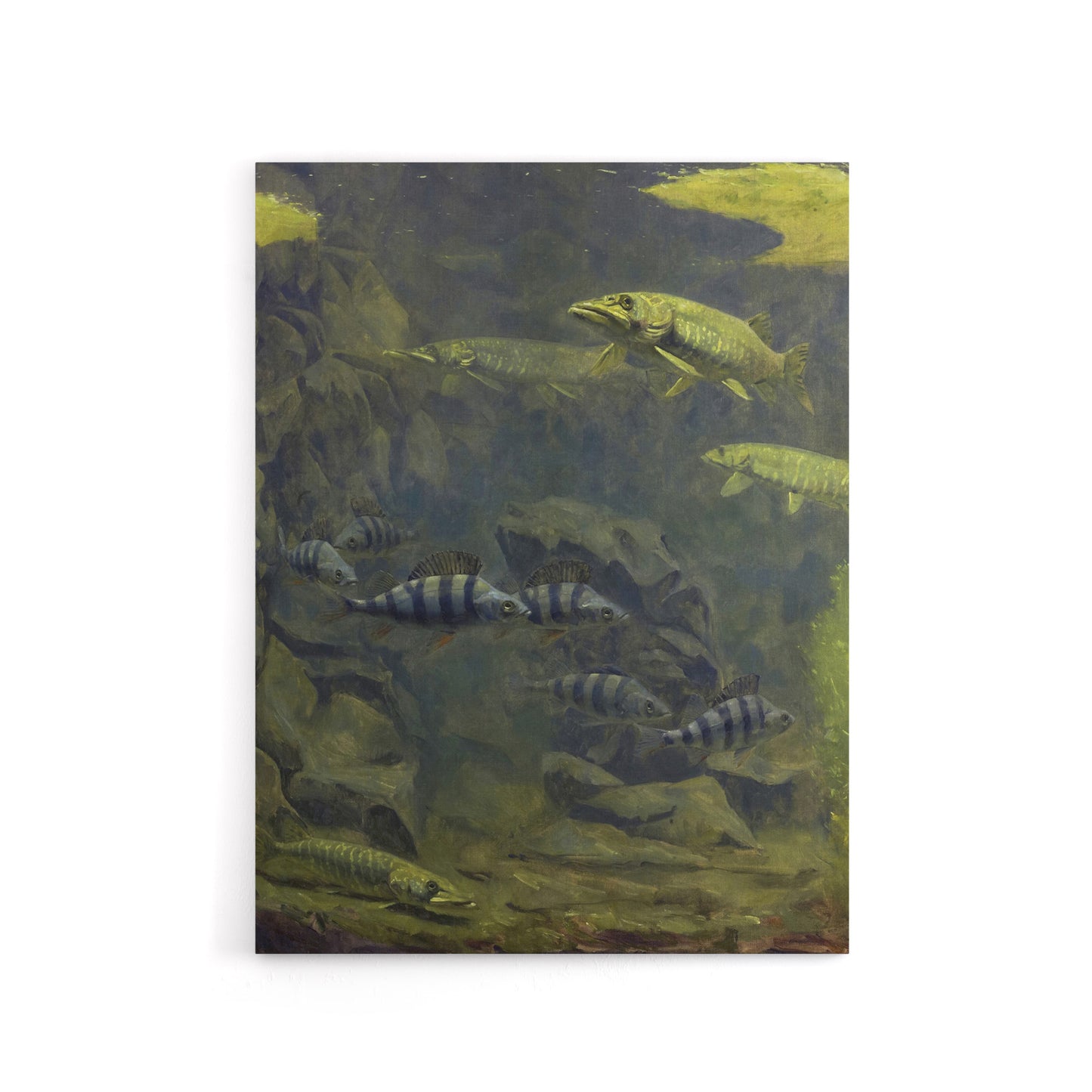 Pike and Perch Aquarium Canvas Wall Art Print Gerrit Dijsselhof