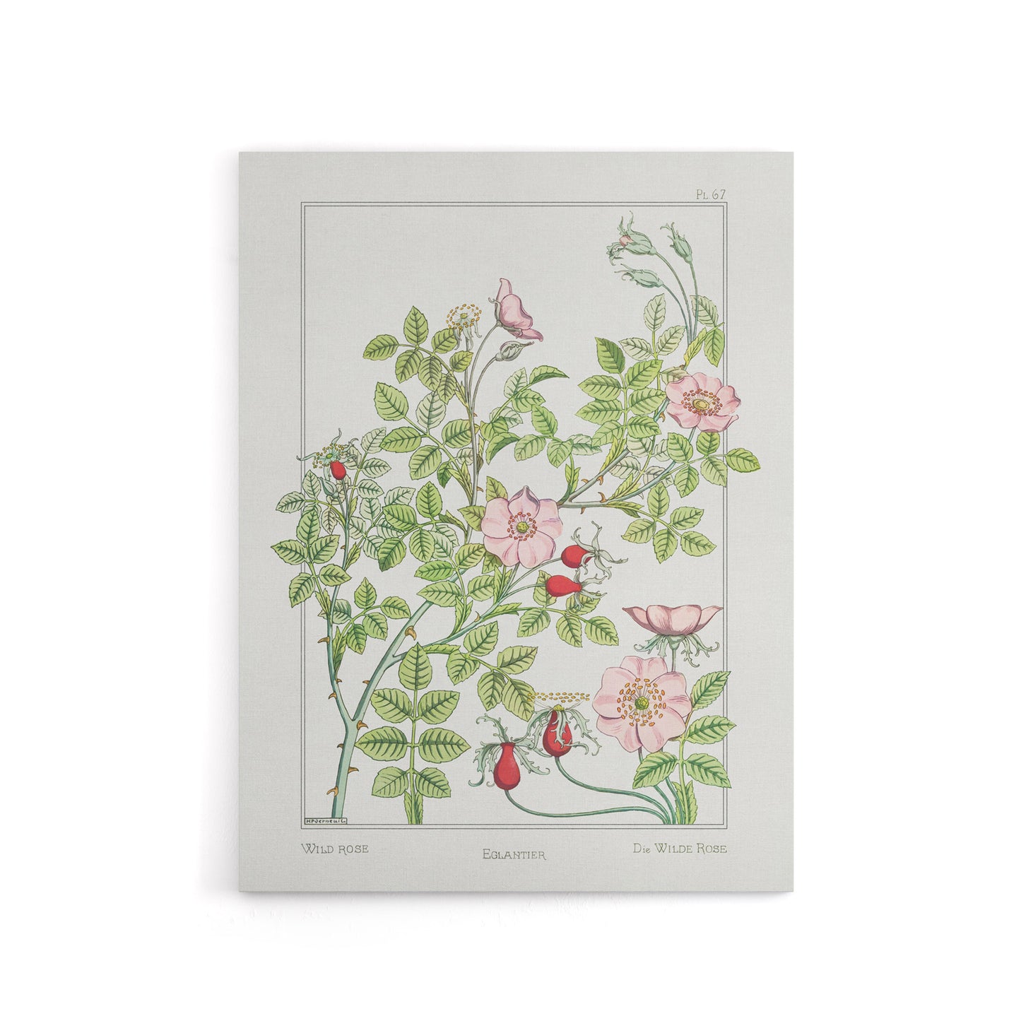 Wild Rose Flower Canvas Wall Art Print Vintage Floral Verneuil