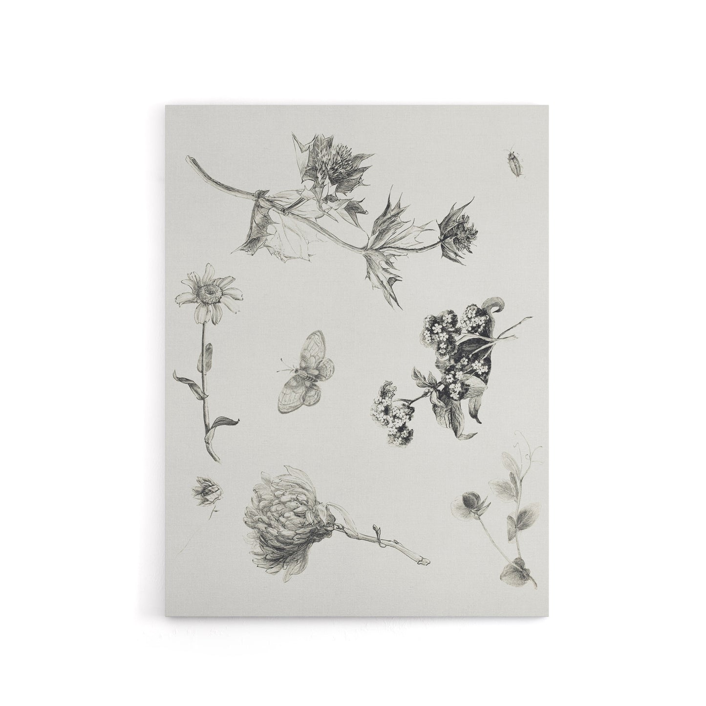 Flowers Leaves Butterfly Drawing Canvas Wall Art Print Hoytema