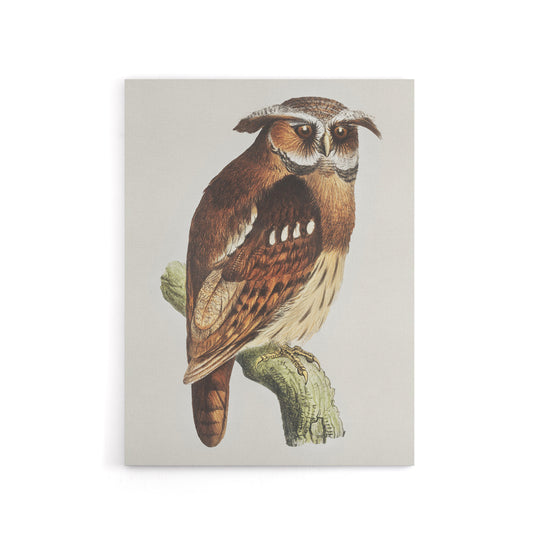 Eagle Owl Perched on a Branch Canvas Wall Art Print van Hoytema
