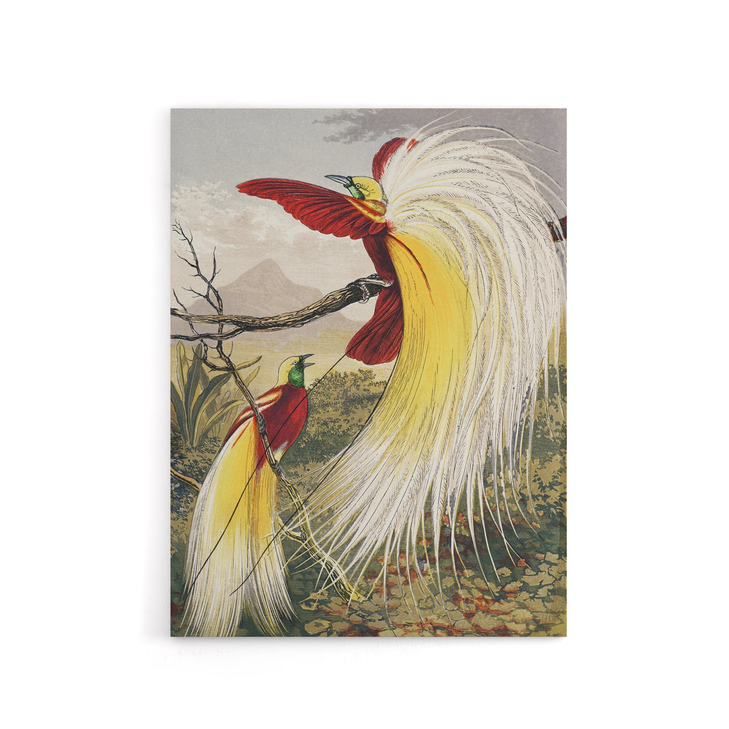 Bird Paradise Exotic B. Fawcett Vintage Canvas Wall Art