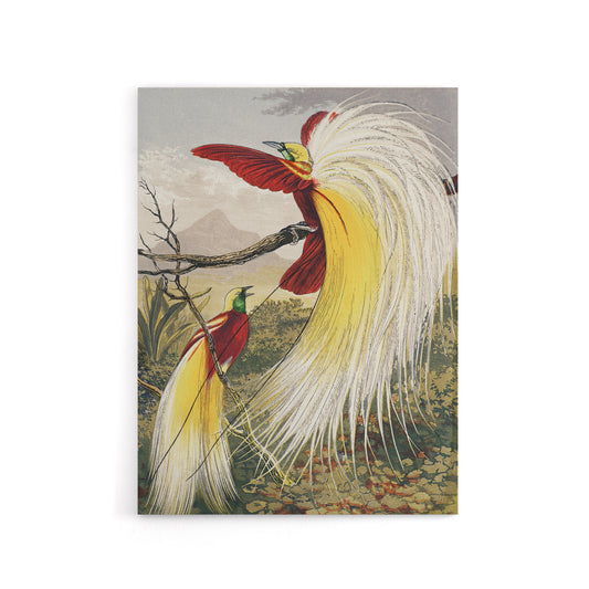 Bird Paradise Exotic B. Fawcett Vintage Canvas Wall Art