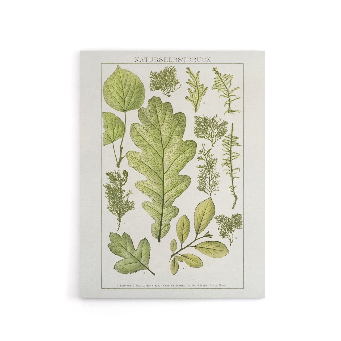 Plant Lover Leaves Brockhaus Lexikon Vintage Canvas Wall Art