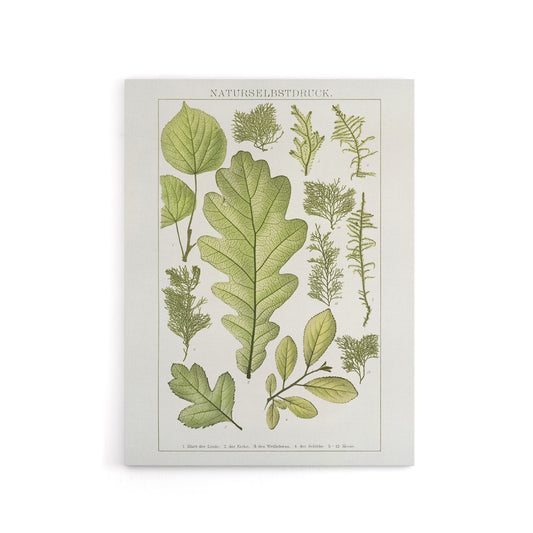 Plant Lover Leaves Brockhaus Lexikon Vintage Canvas Wall Art