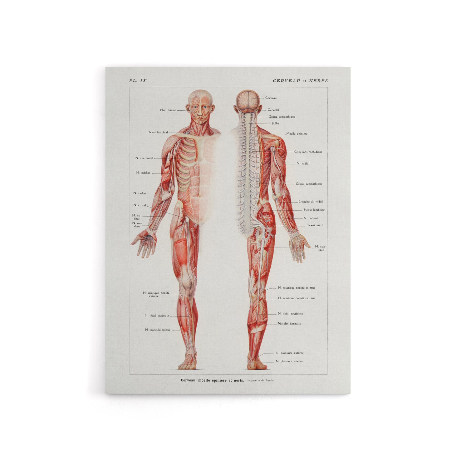 Human Nervous System Boissiere Vintage Canvas Wall Art