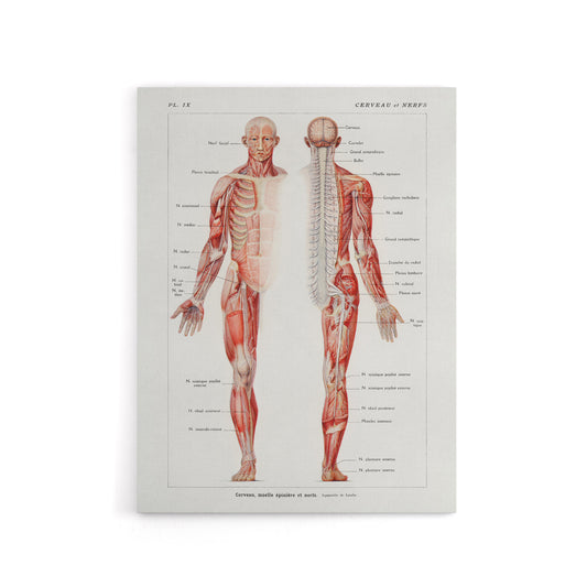 Human Nervous System Boissiere Vintage Canvas Wall Art