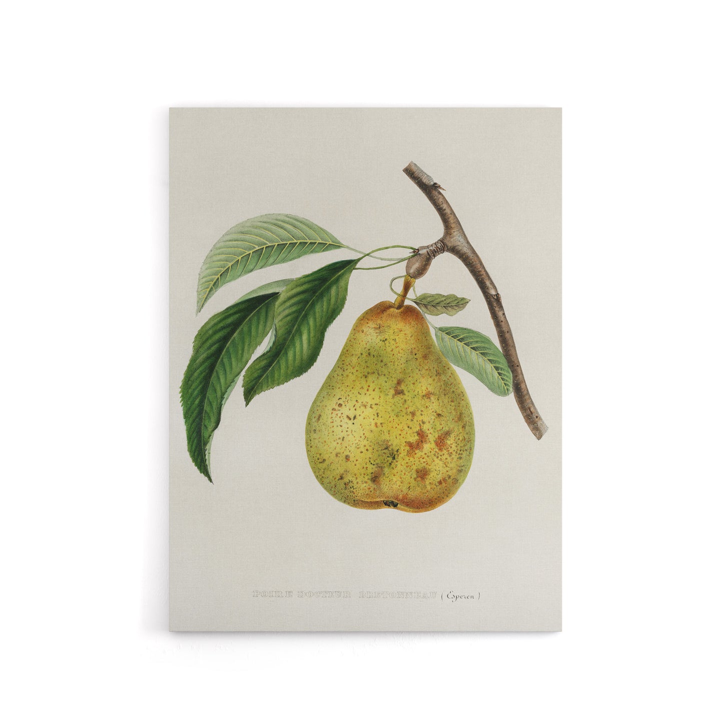 Illustration of a Pear Jacob Sturm Vintage Canvas Wall Art