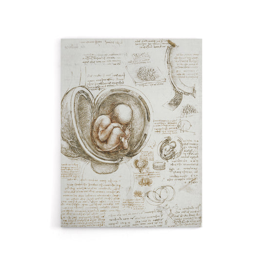 Studies of the Foetus in the Womb da Vinci Canvas Wall Art