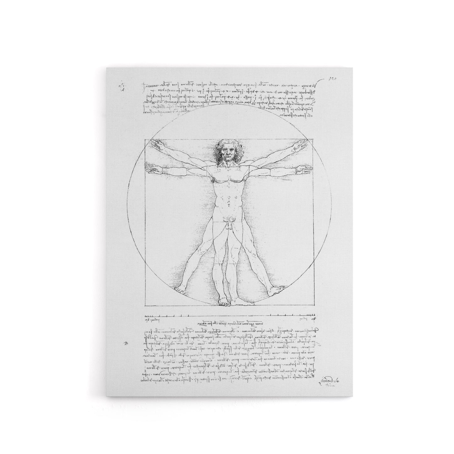 Vitruvian Man Black and White da Vinci Vintage Canvas Wall Art