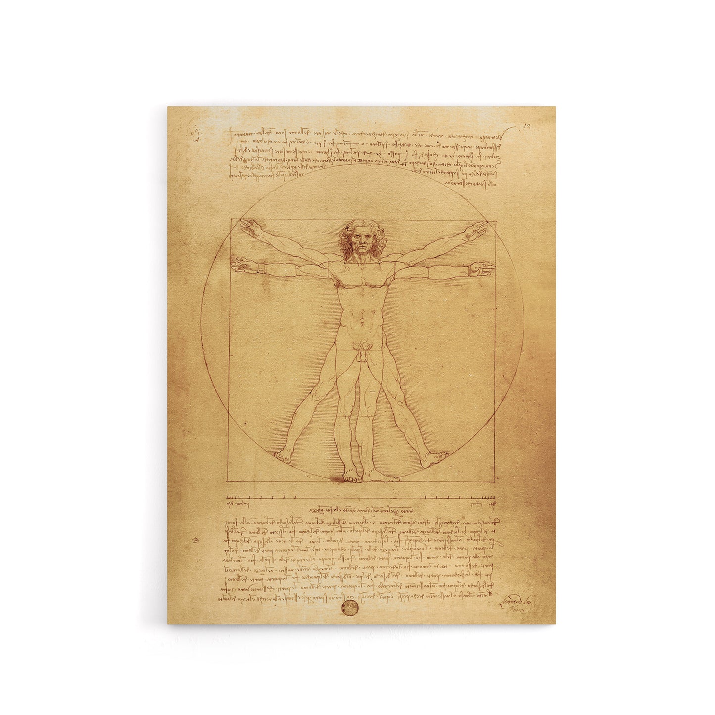 Vitruvian Man Drawing da Vinci Vintage Canvas Wall Art