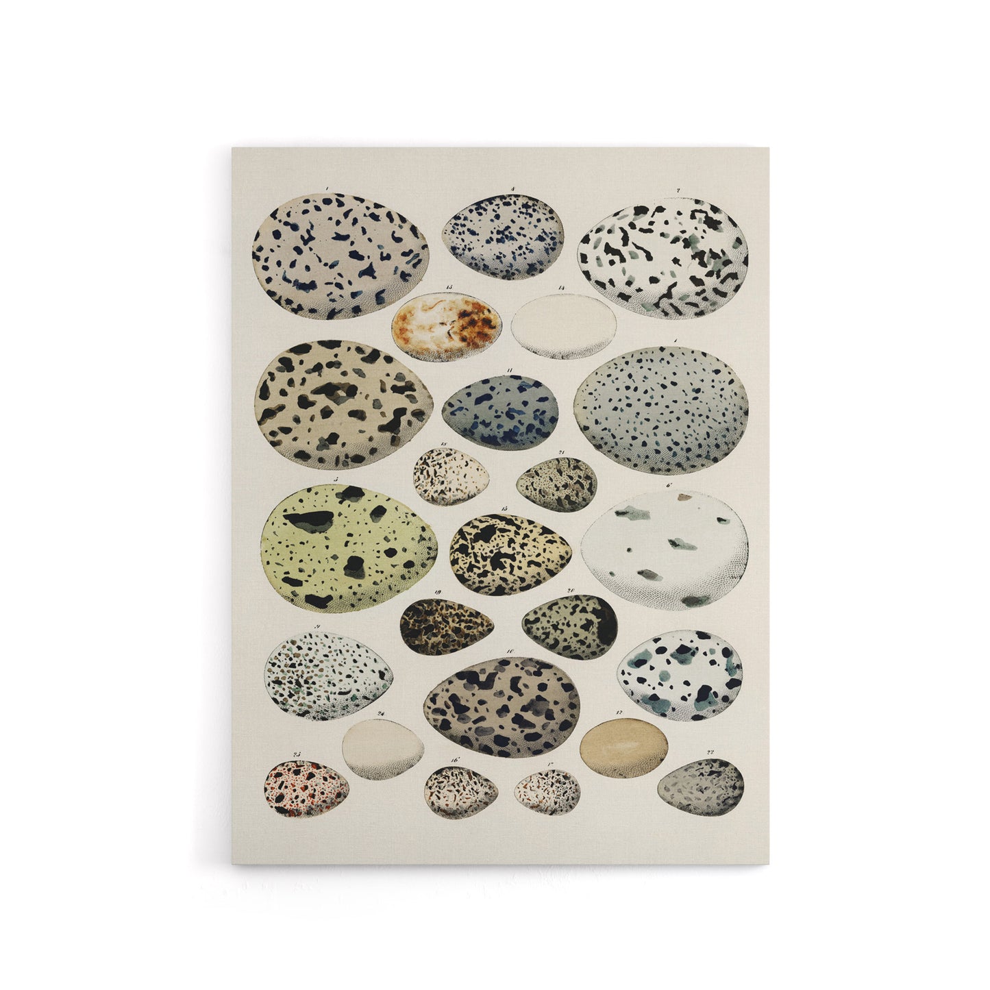 Different Species Bird Eggs Lorenz Oken Vintage Canvas Wall Art