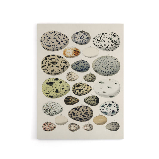 Different Species Bird Eggs Lorenz Oken Vintage Canvas Wall Art
