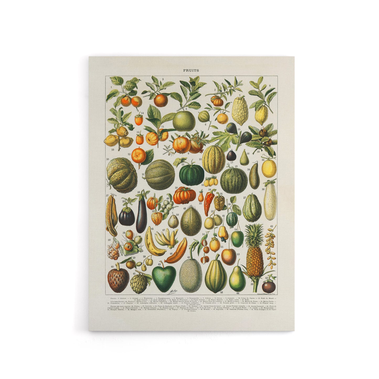Fruits and Vegetables Vintage French Encyclopedia Canvas Wall Art