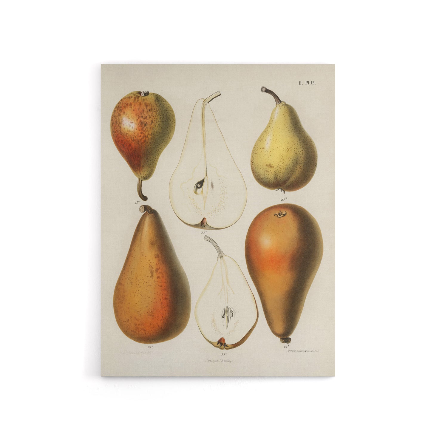 Fresh Pears Halved Fruit Berghuis Vintage Canvas Wall Art