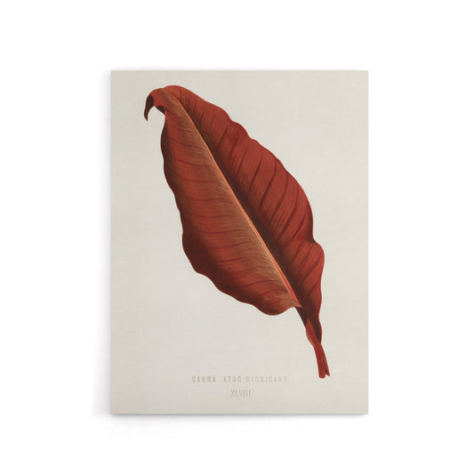 Canna Botany Red Leaf Shirley Hibberd Vintage Canvas Wall Art