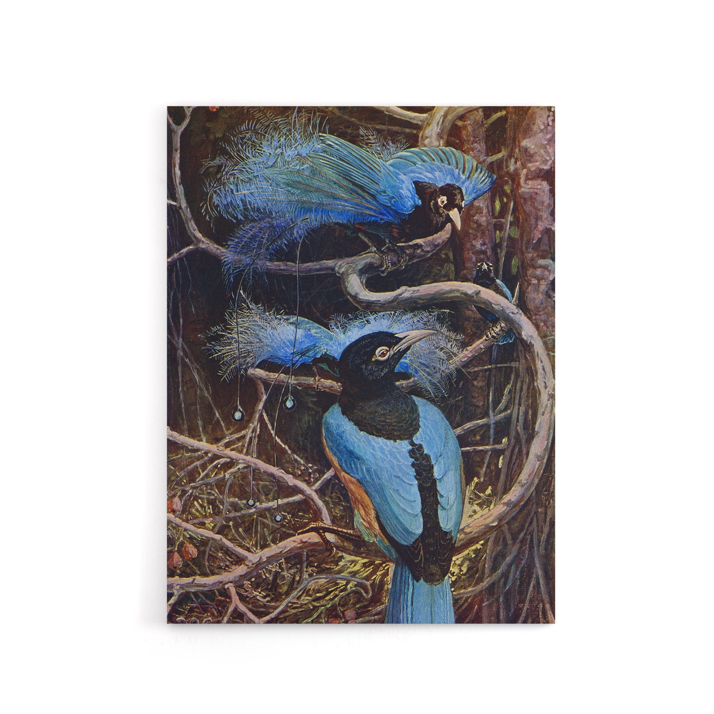 Blue Bird of Paradise Sir Henry Johnston Vintage Canvas Wall Art