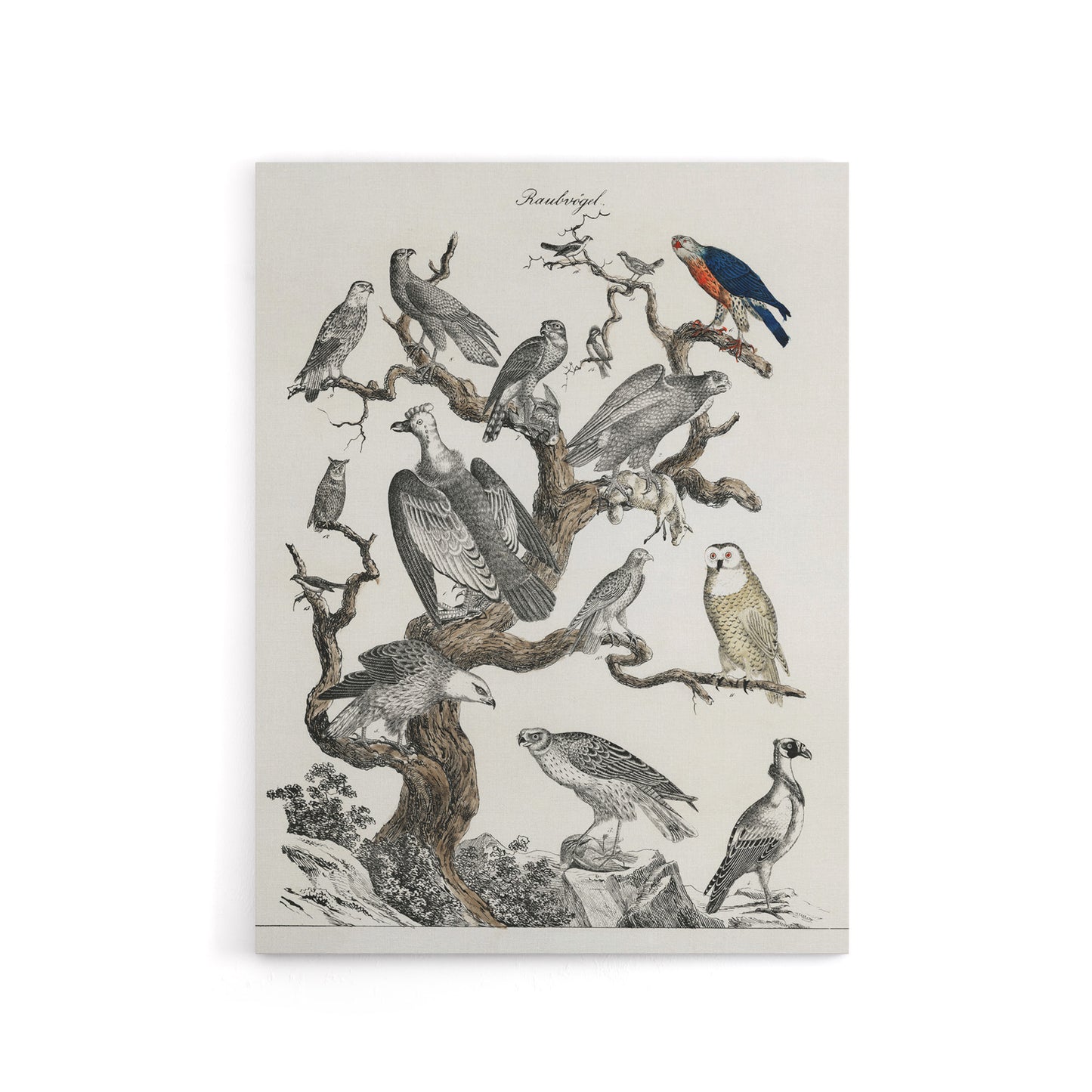 Birds Eagle Hawk Owl on Tree Vintage Nature Canvas Wall Art