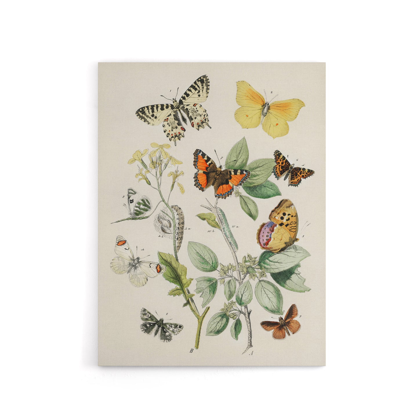 Butterflies Moths Caterpillars Kirby Vintage Canvas Wall Art