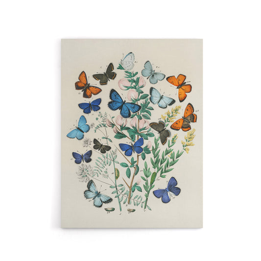 Blue and Orange Butterflies Kirby Vintage Canvas Wall Art