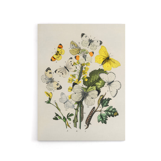 Caterpillars and Butterflies Kirby Vintage Canvas Wall Art