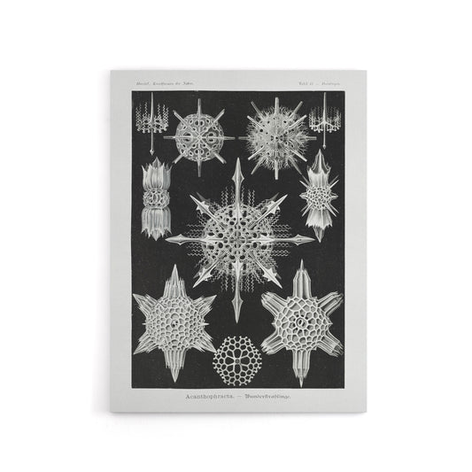 Marine sea ocean Life in B&W Haeckel Canvas Wall Art