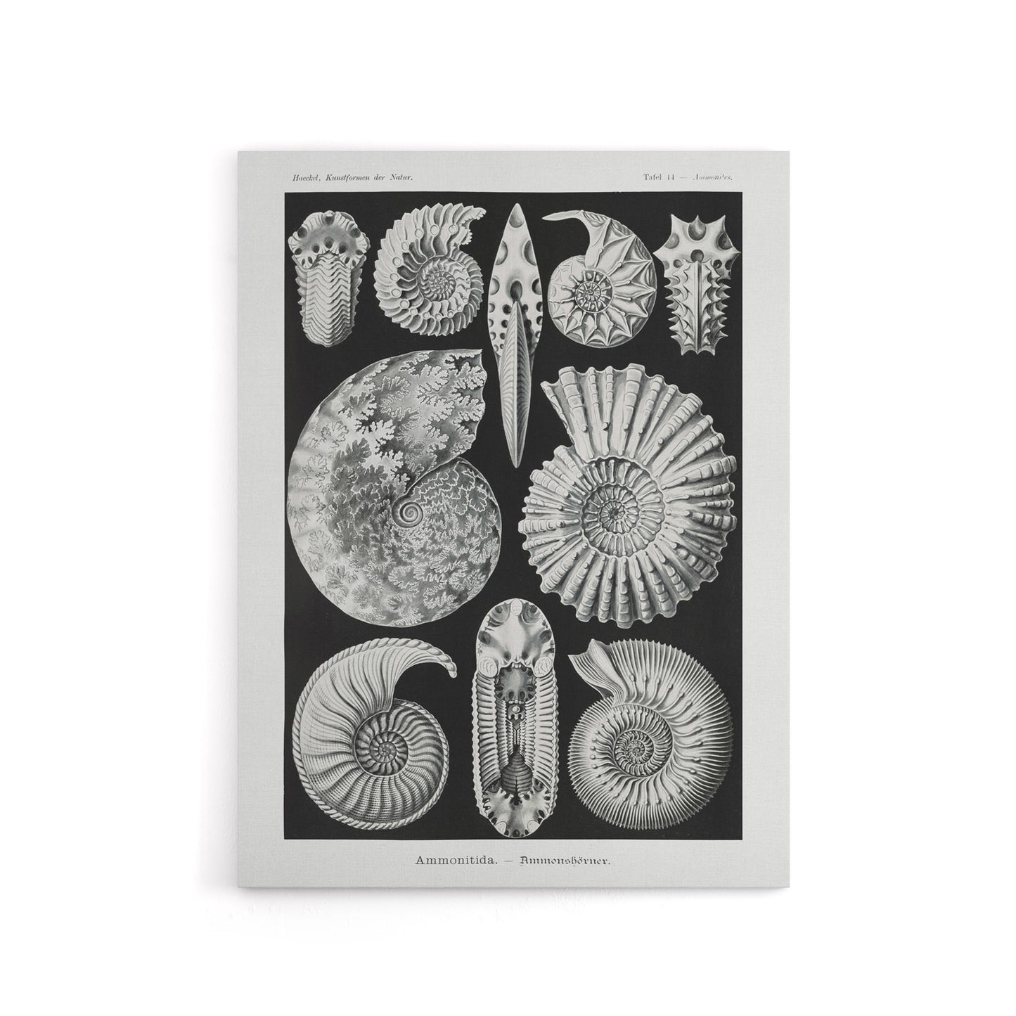 Ammonite Fossil Cephalopods Haeckel Botanical Canvas Wall Art
